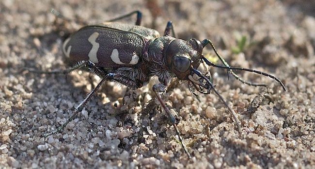 Dünen-Sandlaufkäfer. Foto: Claudia Zieboll