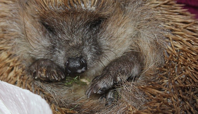 Ein Herbst-Igel - fast schon im Winterschlaf. Foto: Birgit Biemann