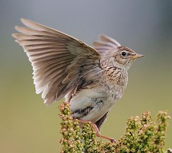 Foto: NABU/Peter Lindel