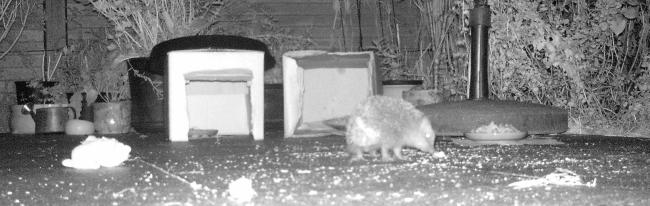 Igel-Aufnahme mit der Wildkamera