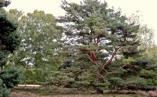 NSG Hirschacker. Foto: Claudia Zieboll