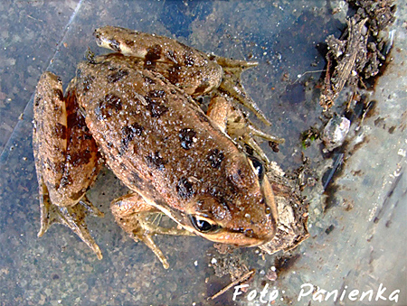 Junger Wasserfrosch in der Falle (Foto: Sandra Panienka)