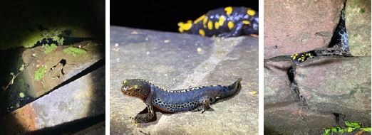 Erdkröte, Bergmolch, Feuersalamander. 