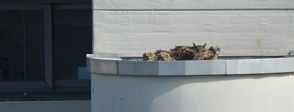 Was ist denn das? Uhu-Brutplatz auf Uni Gebäude INF