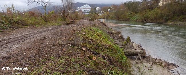 Hier stand vor Kurzem noch undurchdringliches Gebüsch, hauptsächlich aus Weiden. Die wichtigsten Futterplätze der Biber sind der Kettensäge zum Opfer gefallen.