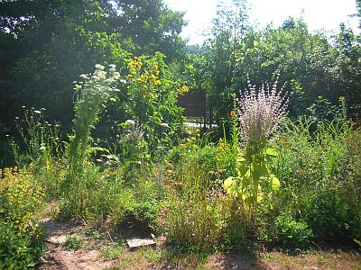 Wie lege ich einen bienenfreundlichen Garten an? NABU Heidelberg