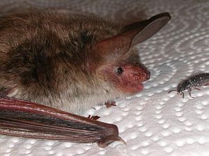 Eine Bechstein-Fledermaus in Pflege. Foto: Kaija Sprunck