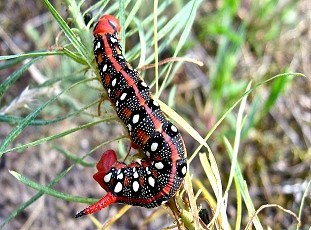 Raupe des Wolfsmilchschwärmers. Foto: Claudia Zieboll