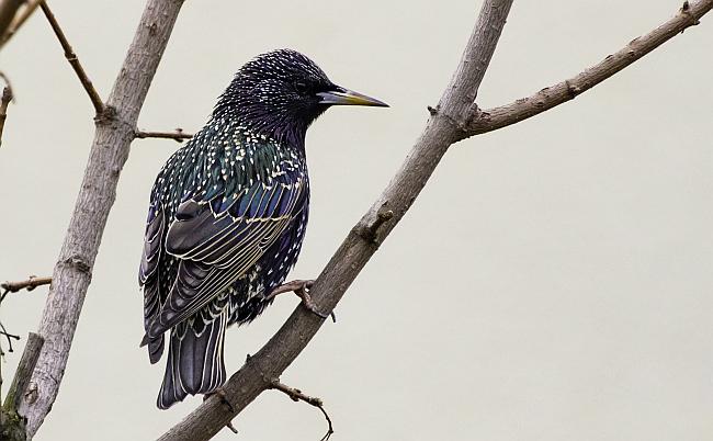 Der Star. Bild: NABU/Marc Scharping