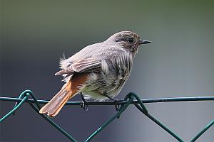 Foto: Manfred Eimers