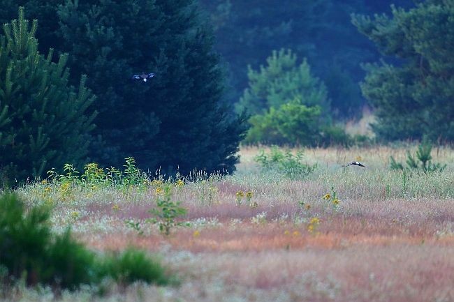 Foto: Manfred Eimers