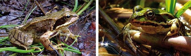 Grasfrosch und Grünfrosch