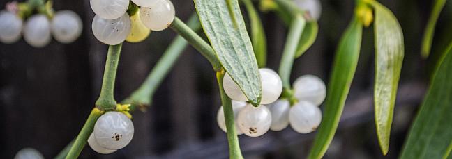 Misteln mit Beeren