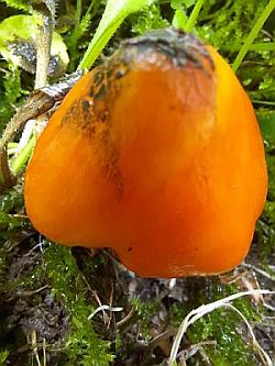 Kegeliger Saftling (Hygrocybe conica)  Foto: Günter Künsting 