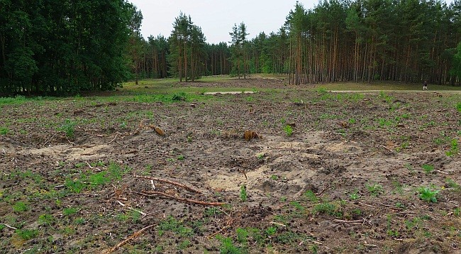Die gerodeten Flächen im Mai 2015. Foto: Maike Petersen
