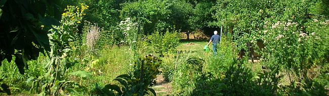 Ein vogelfreundlicher Naturgarten - der NABU-Garten in Handschuhsheim. Foto: Hanne Knickmann