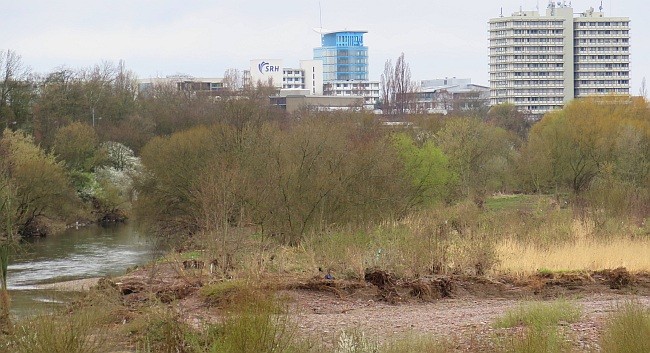 Schwemminsel, vom Wehrsteg aus gesehen. Abbruchkanten sind wertvoll für Bruthöhlen von Eisvögeln. Foto: Maike Petersen