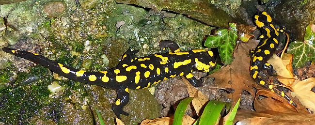 Ausgewachsene Feuersalamander. Foto: Christel Pietsch