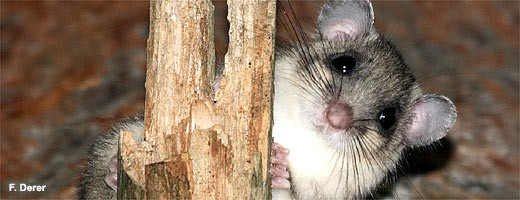 Foto: NABU, F. Derer