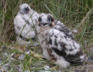 Wanderfalkenküken