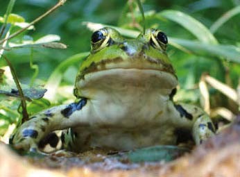 Grünfrosch (NABU Heidelberg)