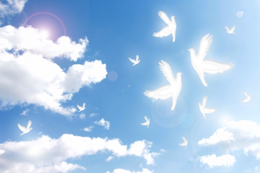 県内各地の活動予定 3000万署名かながわ