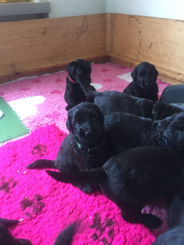 Puppuies,litter,families,Pup,california,canada,vancouver,fishing,La