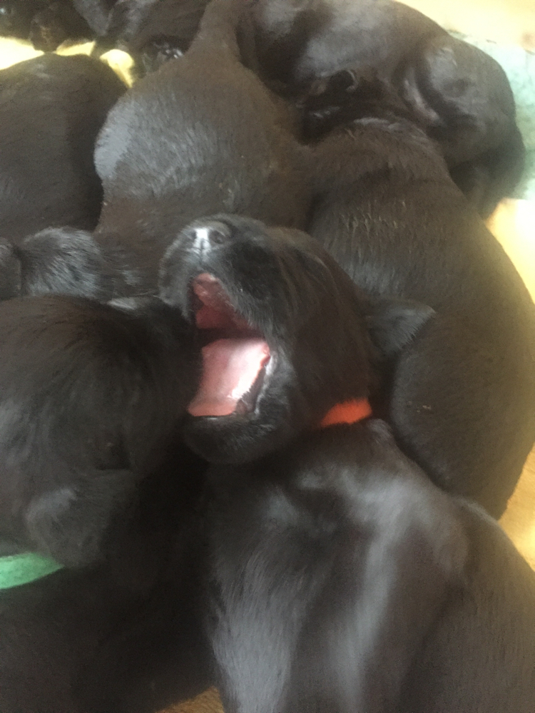 Puppuies,litter,families,Pup,california,canada,vancouver,fishing,La