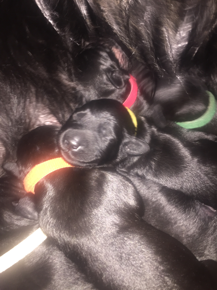 Puppuies,litter,families,Pup,california,canada,vancouver,fishing,La