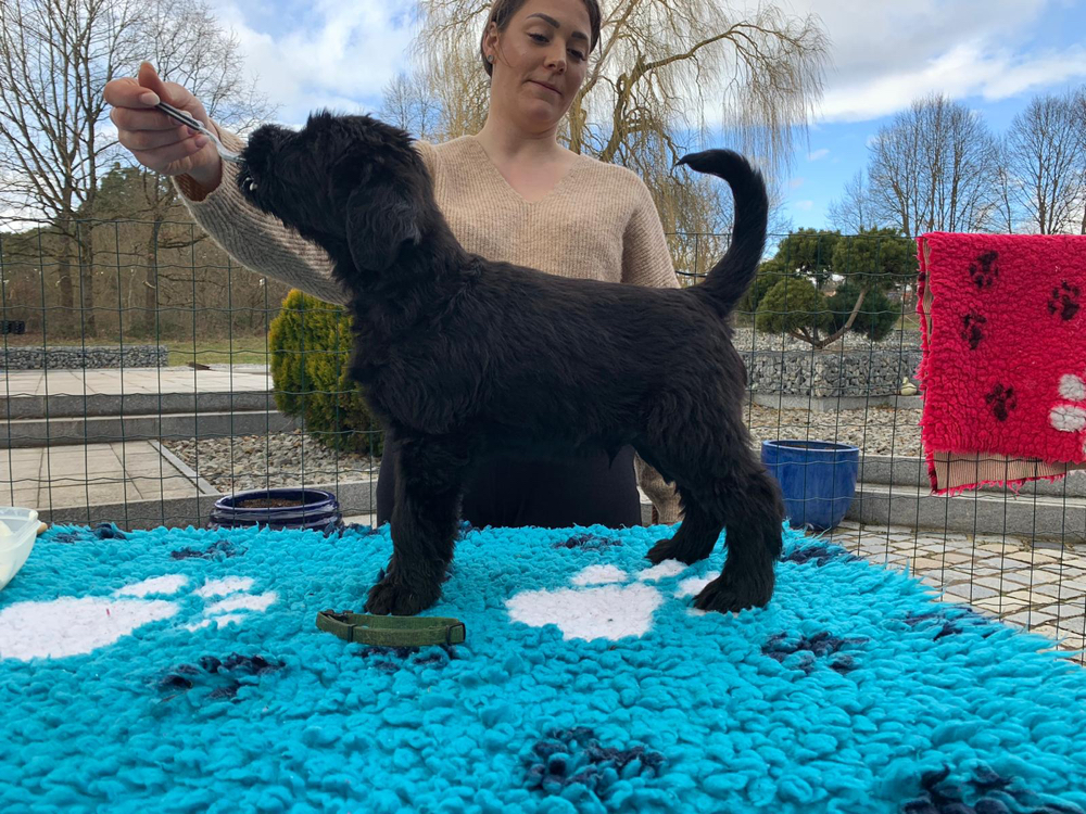 Puppuies,litter,families,Pup,california,canada,vancouver,fishing,La