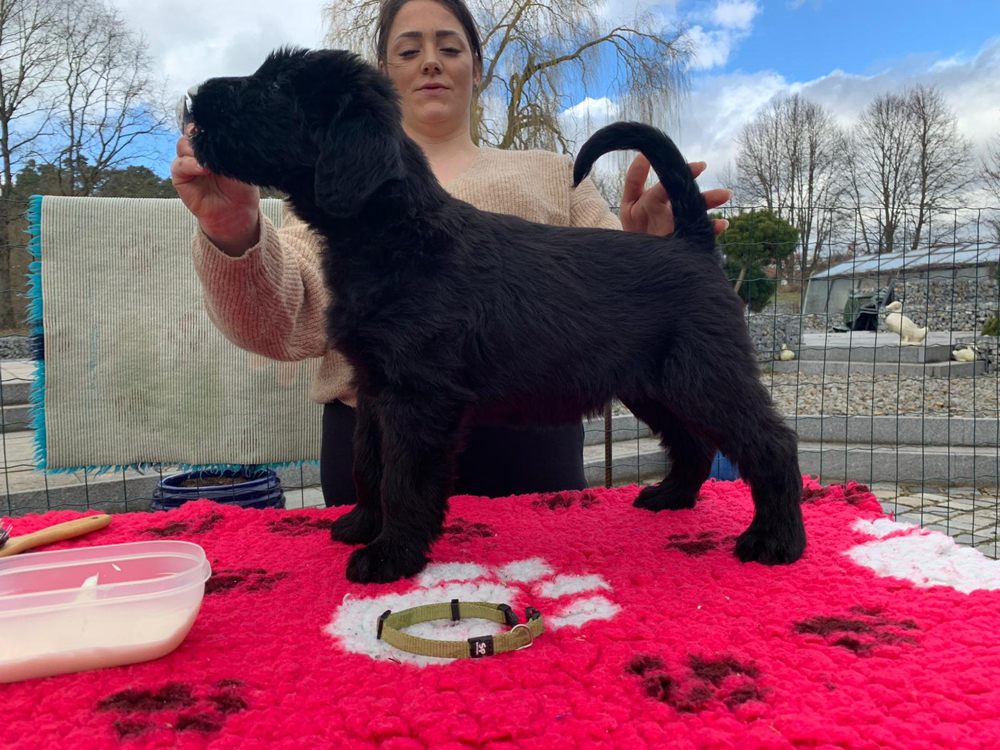 Puppuies,litter,families,Pup,california,canada,vancouver,fishing,La