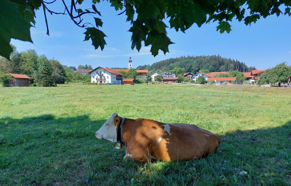 Eine Kuh liegt im Schatten, im Hintergrund das oberbayerische Dorf Berbling.