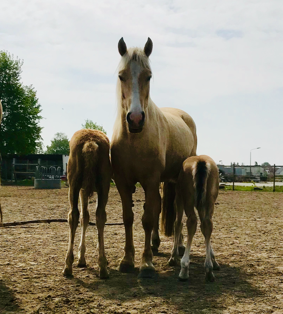 Welsh Cob Gestüt Treidelhof