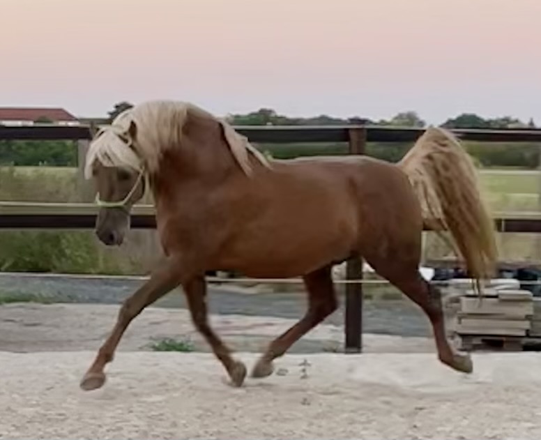 Cataro JL II
