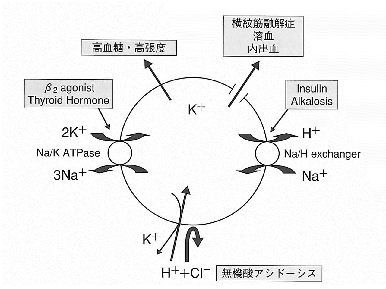 カリウムの体内動態とTTKG