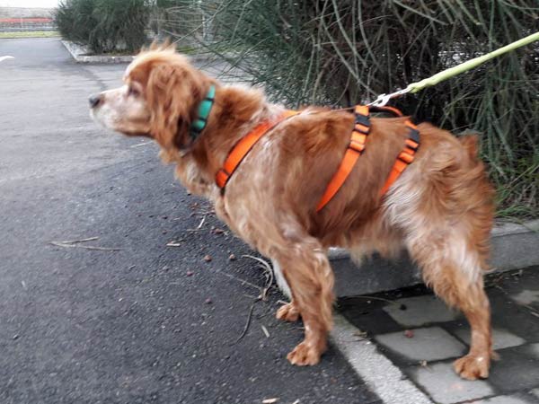 Scuro Italien CANI ITALIANI italienische Hunde suchen ein Zuhause