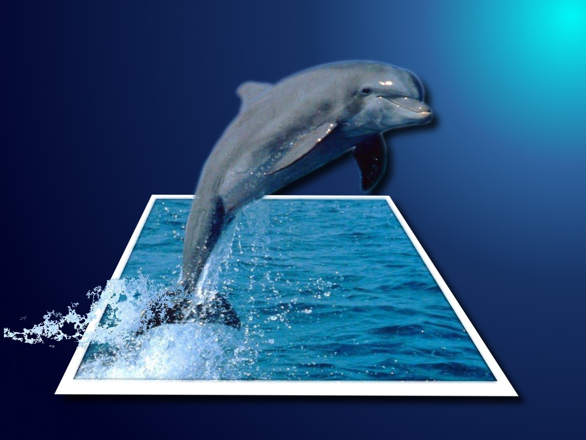 Dauphin hors de l'eau