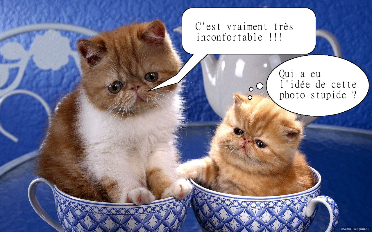 Chats dans tasses