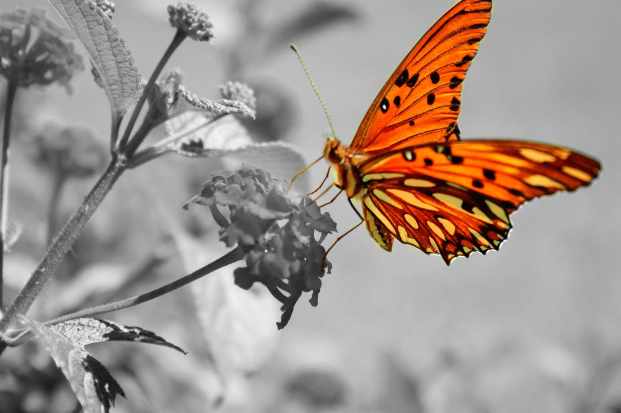 Papillon