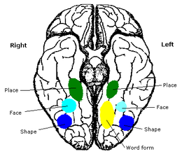 Cervello umano visto dal basso. Si può notare l'area fusiforme facciale mostrata in blu. (Fonte Wikipedia)