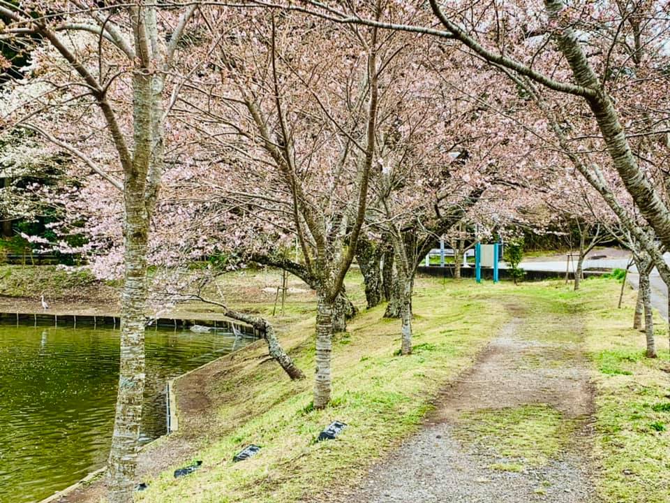 桜ロケーション撮影スタートします！