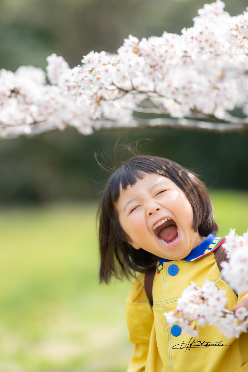 桜ロケーション撮影について