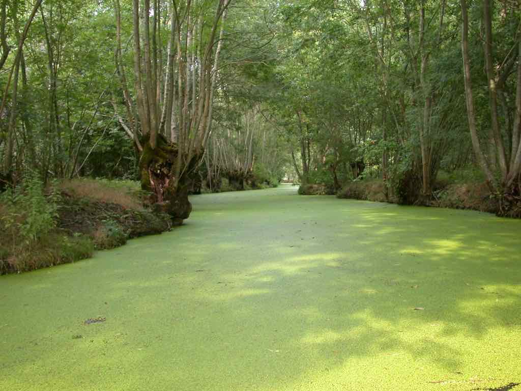 Le marais et les lentilles