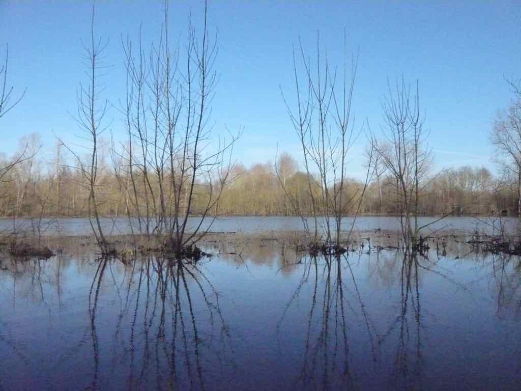Le marais en hiver