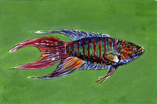 Macropodus-Maenchen
