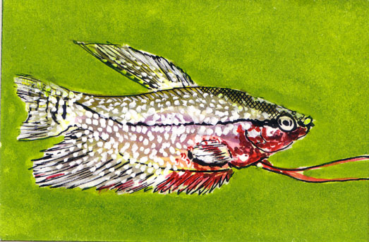 Trichogaster-Maennchen