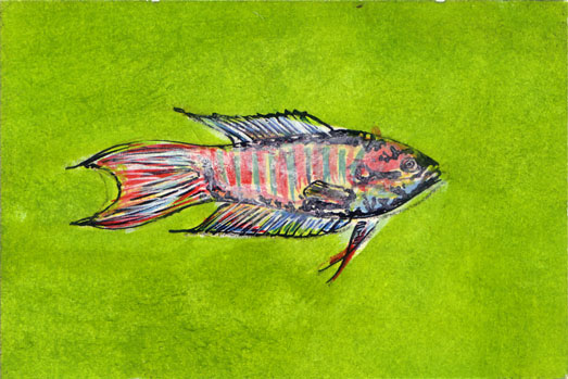 Macropodus-Weibchen