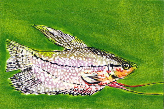 Trichogaster-Weibchen