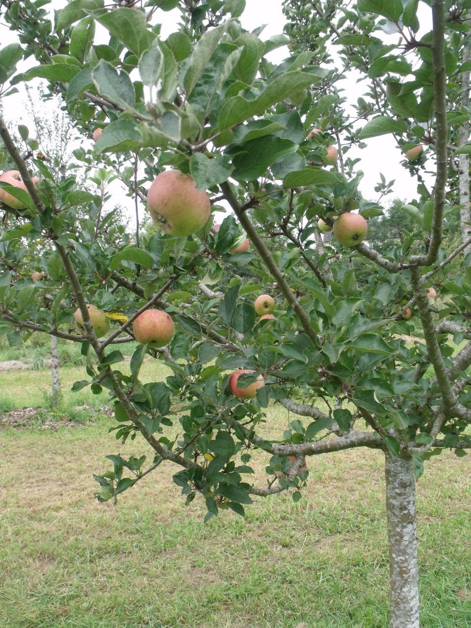 Septembre au verger