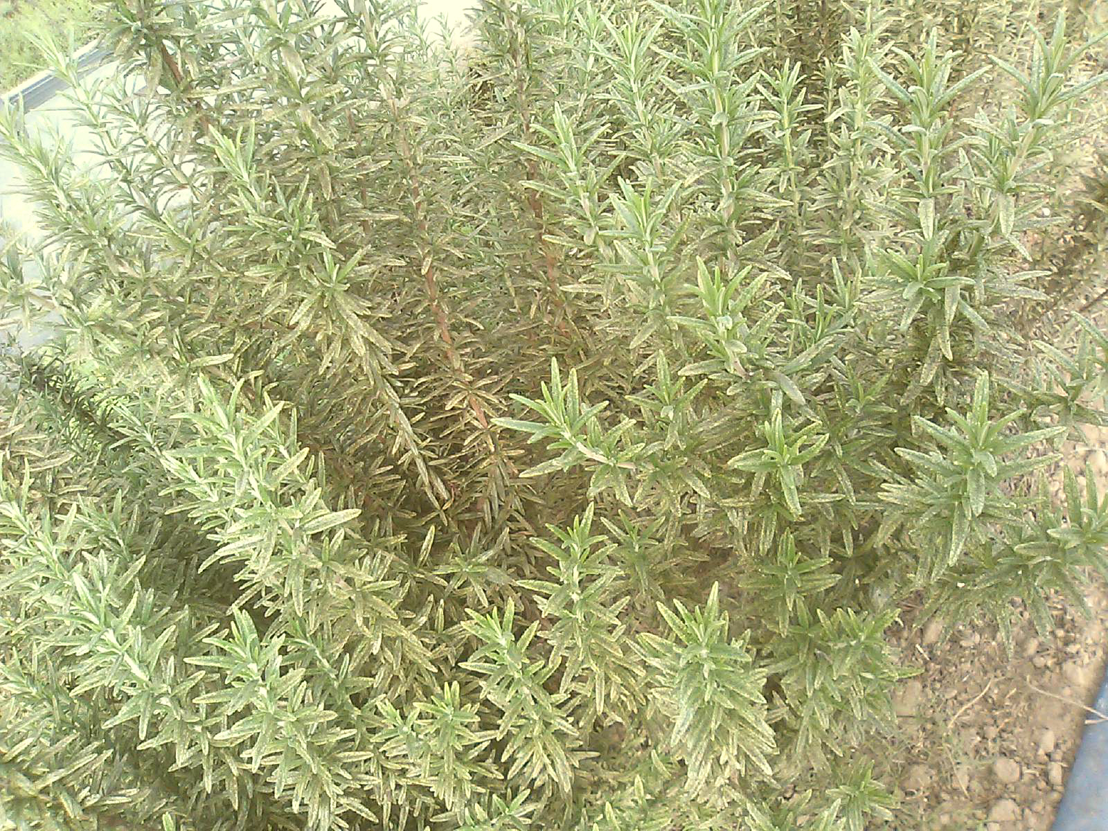 ハウス内アザミウマの駆除 無農薬で育てた安全な国産ハーブをお届けしますhinumaherbland ページ